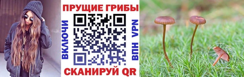 Псилоцибиновые грибы Magic Shrooms  Зеленокумск 